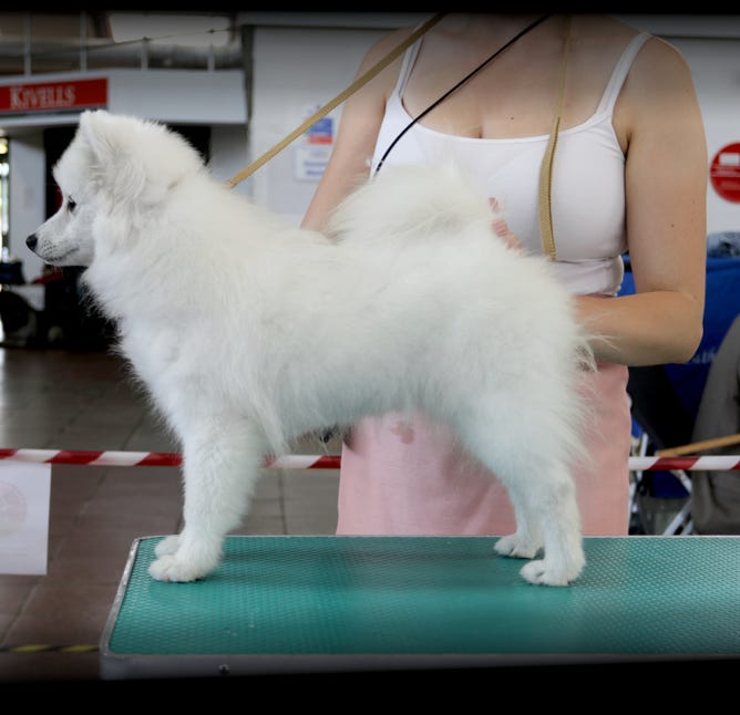 HOME [www.snowshoesmalamutes.co.uk]